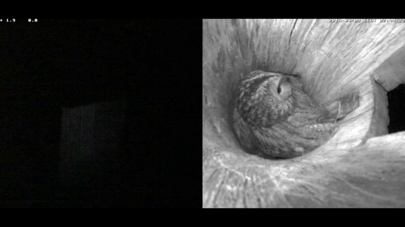 Estonian Tawny Owl Webcam 2014 - Page 18 Rppsss12