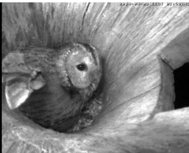 Estonian Tawny Owl Webcam 2014 - Page 18 Rpssss10
