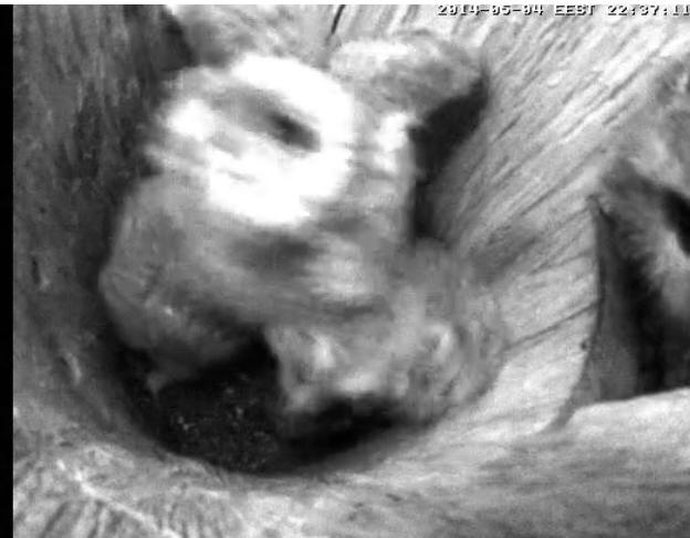 Estonian Tawny Owl Webcam 2014 - Page 15 Sdeeee10