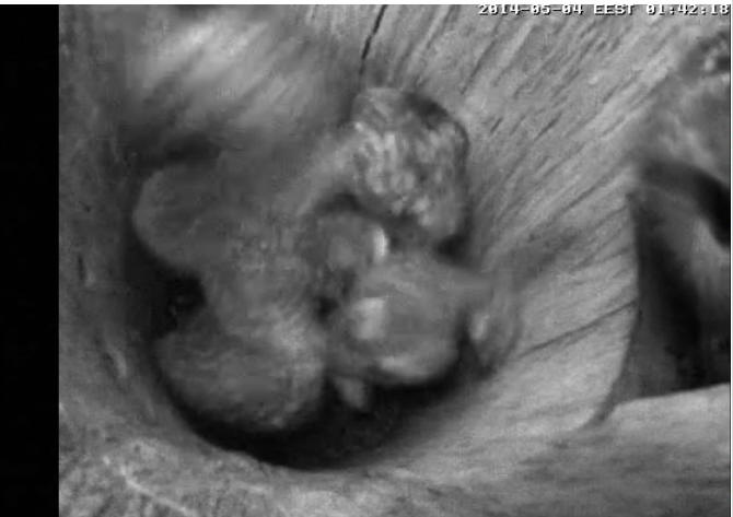 Estonian Tawny Owl Webcam 2014 - Page 13 Shtaaa10