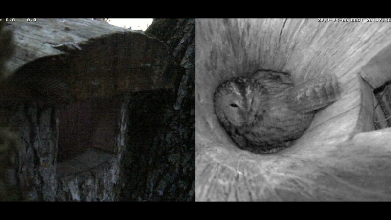 Estonian Tawny Owl Webcam 2014 - Page 17 Ssssss10