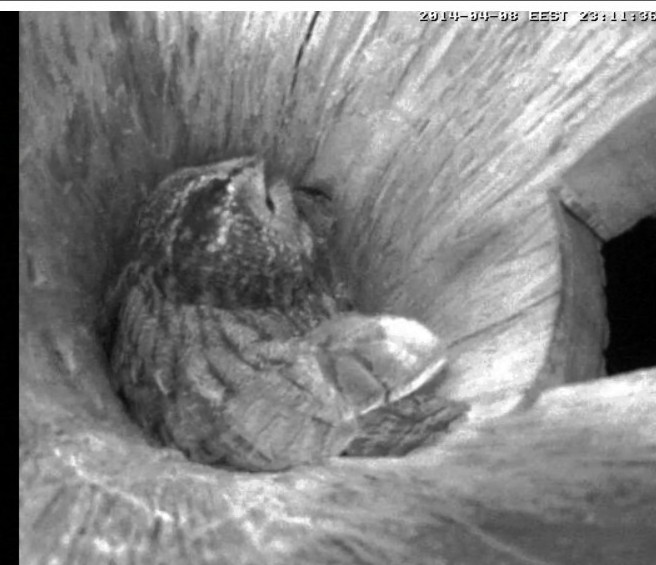 Estonian Tawny Owl Webcam 2014 - Page 18 Ssssss23