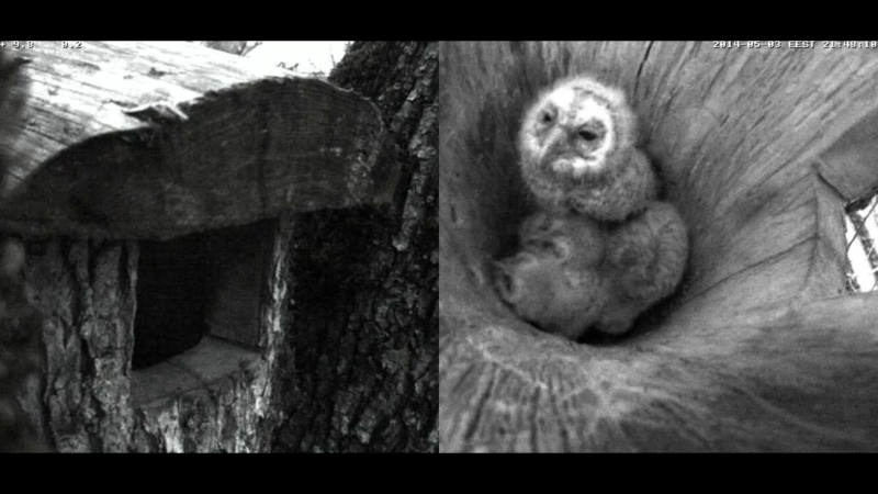 Estonian Tawny Owl Webcam 2014 - Page 13 Tbbbcc10