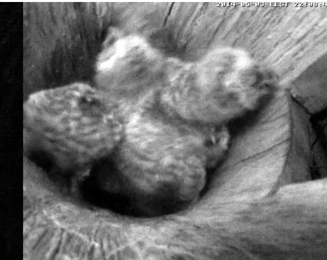 Estonian Tawny Owl Webcam 2014 - Page 13 Tbbbcc11