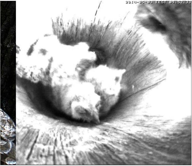 Estonian Tawny Owl Webcam 2014 - Page 12 Teefff10