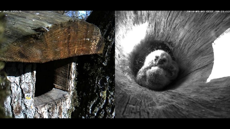 Estonian Tawny Owl Webcam 2014 - Page 12 Teefff12