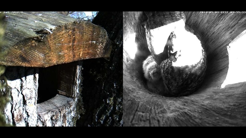 Estonian Tawny Owl Webcam 2014 - Page 12 Tfffff11
