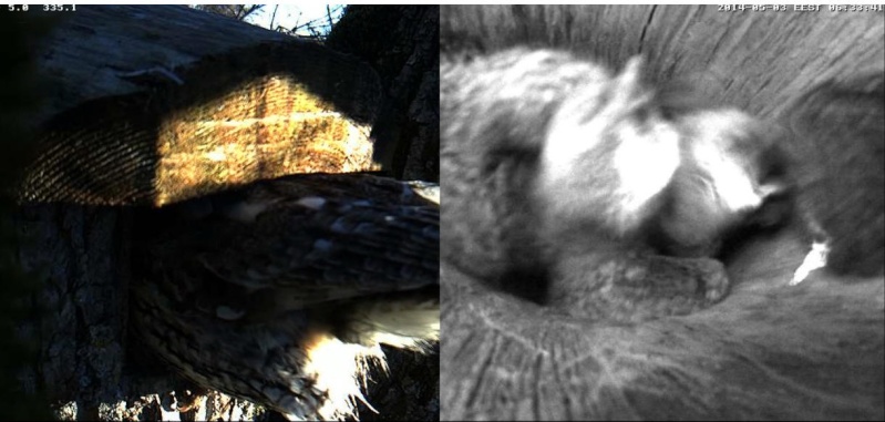 Estonian Tawny Owl Webcam 2014 - Page 11 Tggggg10