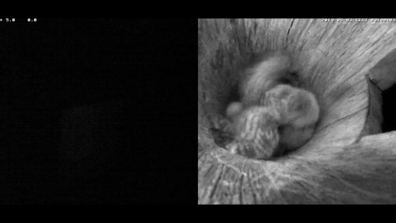 Estonian Tawny Owl Webcam 2014 - Page 11 Uaaaaa11