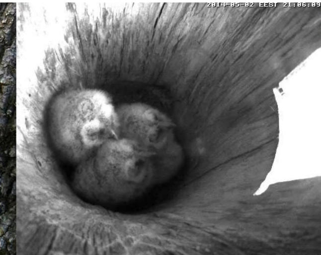 Estonian Tawny Owl Webcam 2014 - Page 10 Ubbccc10