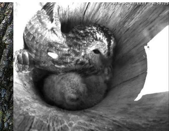 Estonian Tawny Owl Webcam 2014 - Page 10 Ubcccc10