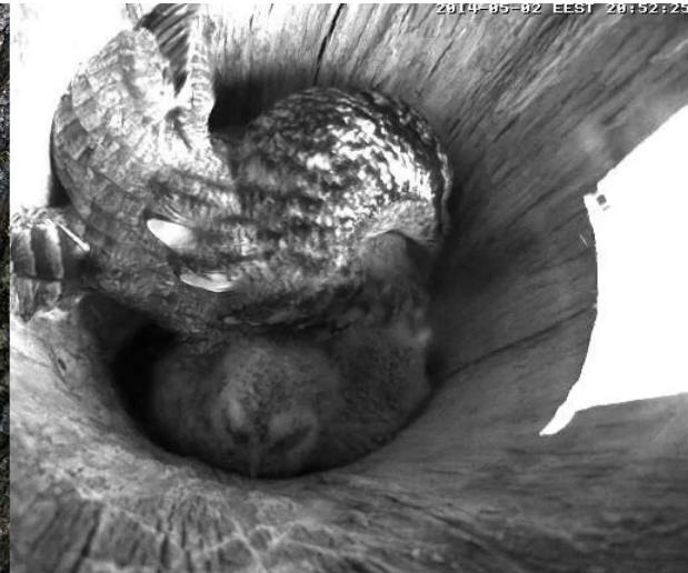 Estonian Tawny Owl Webcam 2014 - Page 10 Uccccc10