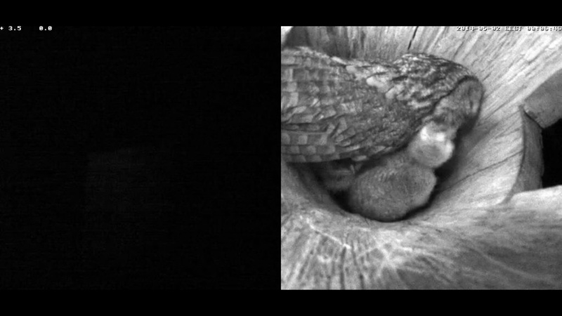 Estonian Tawny Owl Webcam 2014 - Page 7 Vddddd10