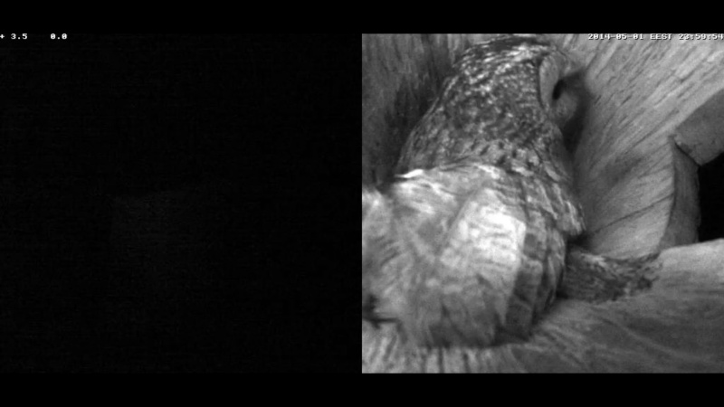 Estonian Tawny Owl Webcam 2014 - Page 7 Vddeee11