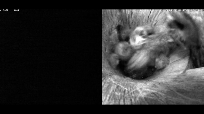 Estonian Tawny Owl Webcam 2014 - Page 6 Veeeef11