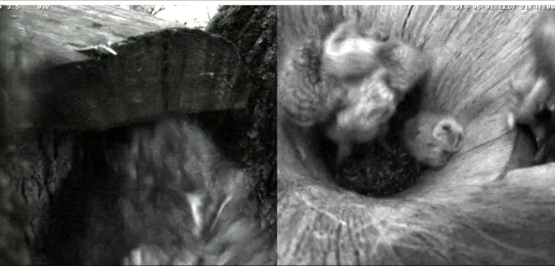 Estonian Tawny Owl Webcam 2014 - Page 6 Vggggg11