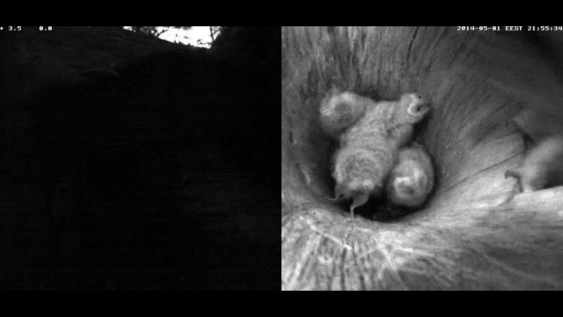 Estonian Tawny Owl Webcam 2014 - Page 6 Vggggh10