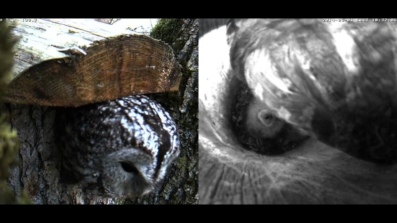 Estonian Tawny Owl Webcam 2014 - Page 5 Vllmmm11