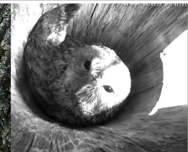 Estonian Tawny Owl Webcam 2014 - Page 4 Vnoooo11