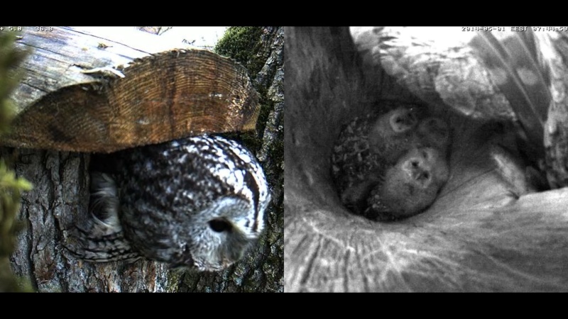 Estonian Tawny Owl Webcam 2014 - Page 4 Voooop11
