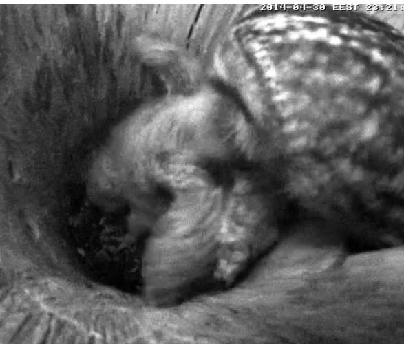 Estonian Tawny Owl Webcam 2014 - Page 3 Wbcccc10