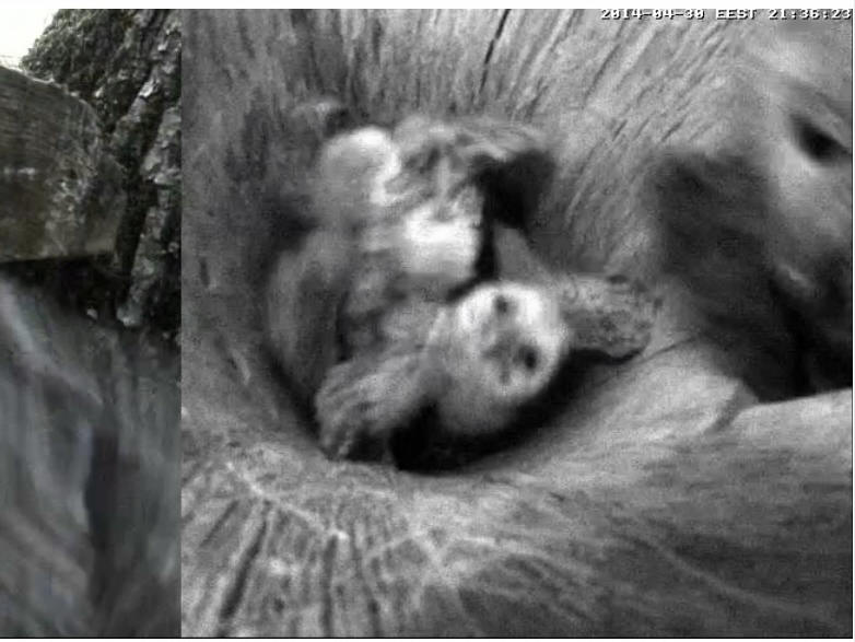 Estonian Tawny Owl Webcam 2014 - Page 3 Wdddde10