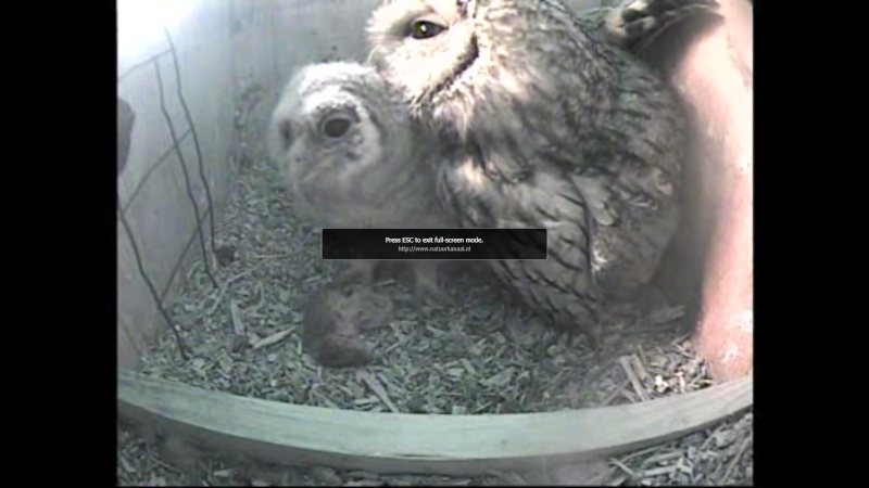 The Dutch Tawny Owl webcam - Page 2 Weeeee11