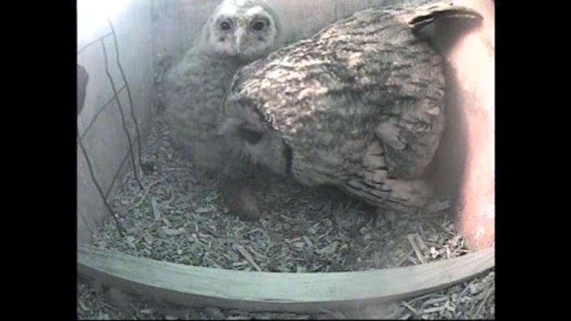 The Dutch Tawny Owl webcam - Page 2 Weeeef11