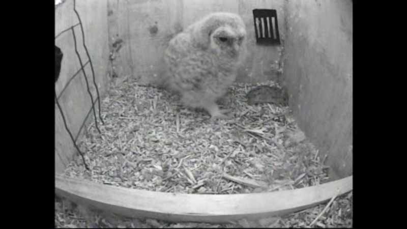 The Dutch Tawny Owl webcam Whhhhh10