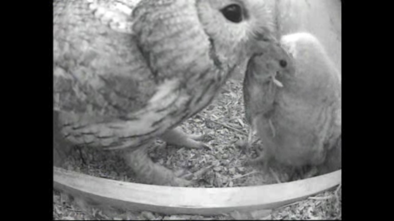 The Dutch Tawny Owl webcam Whhhkk10