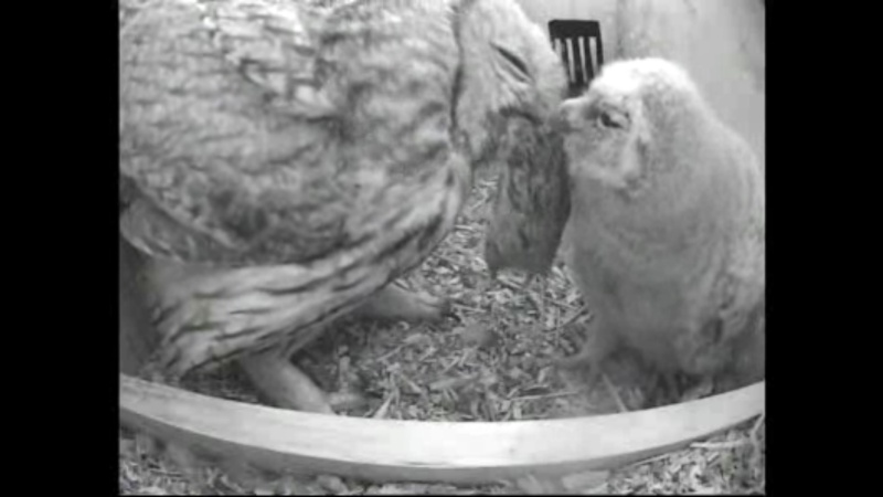 The Dutch Tawny Owl webcam Whhhkk11