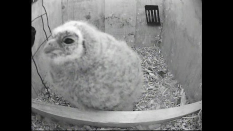 The Dutch Tawny Owl webcam Whhkkk12
