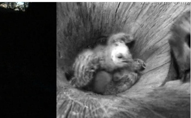 Estonian Tawny Owl Webcam 2014 - Page 38 Xggggh10