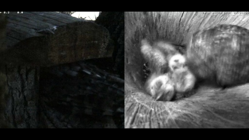 Estonian Tawny Owl Webcam 2014 - Page 36 Xmmnnn10