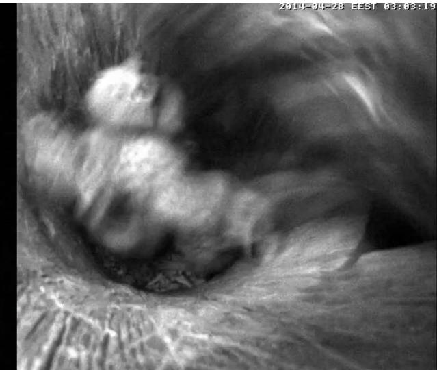 Estonian Tawny Owl Webcam 2014 - Page 36 Xmnnnn10