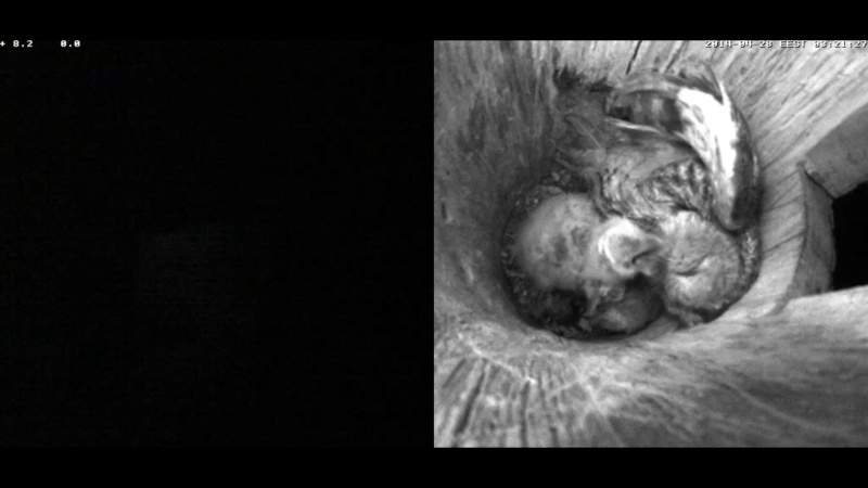 Estonian Tawny Owl Webcam 2014 - Page 36 Xnnnny10