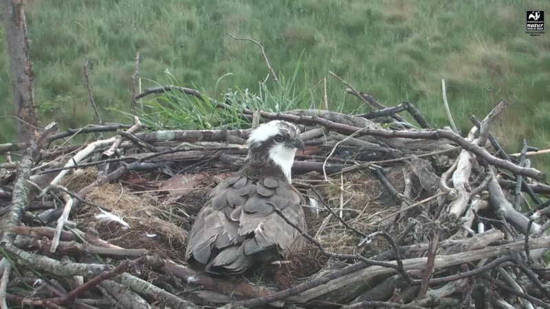 Dyfi Ospreys  - Page 21 Y1234530