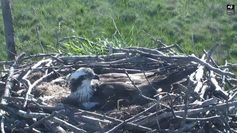 Dyfi Ospreys  - Page 21 Y1234531