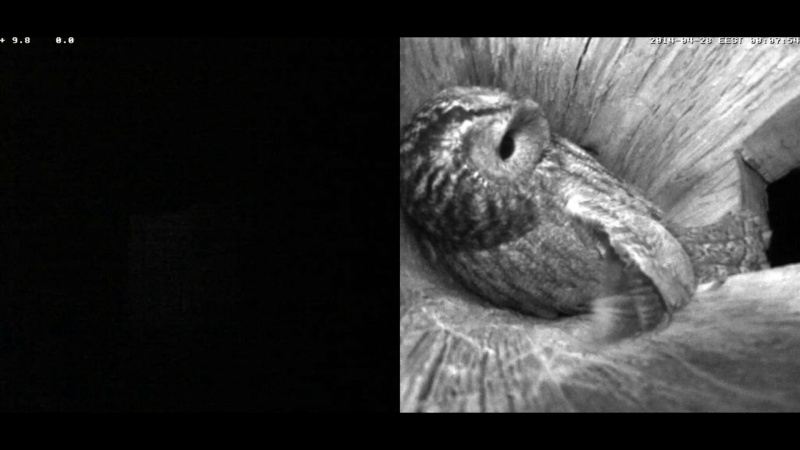 Estonian Tawny Owl Webcam 2014 - Page 35 Yccddd12