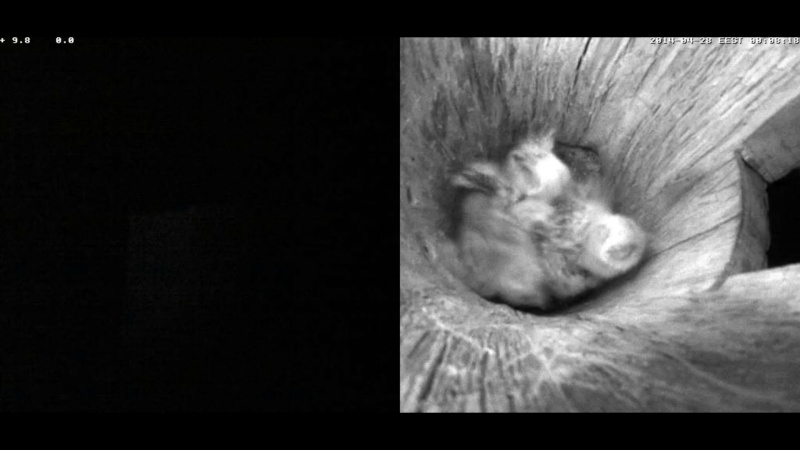 Estonian Tawny Owl Webcam 2014 - Page 35 Yccddd13