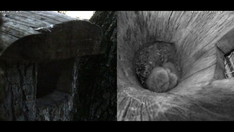 Estonian Tawny Owl Webcam 2014 - Page 34 Yggggg10