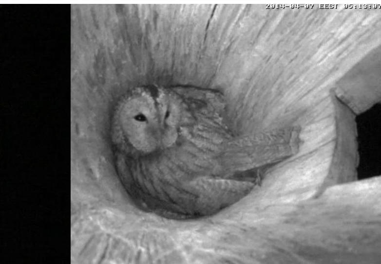 Estonian Tawny Owl Webcam 2014 - Page 16 Yyyz10