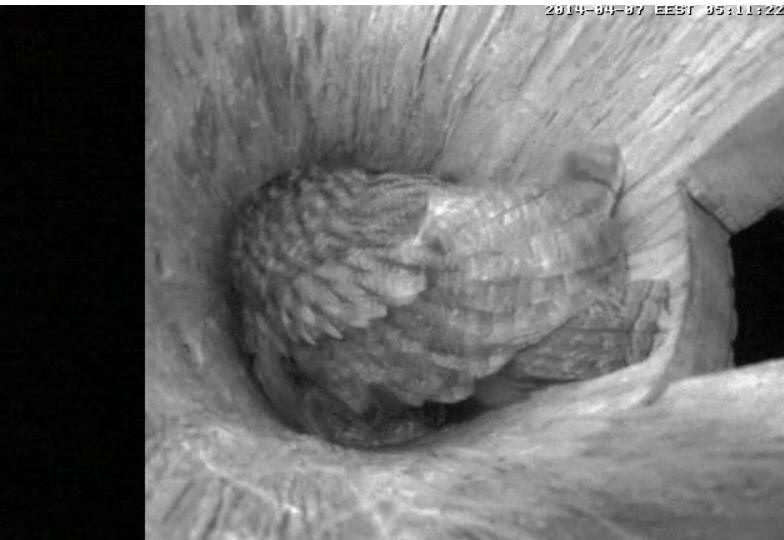 Estonian Tawny Owl Webcam 2014 - Page 16 Yyz10