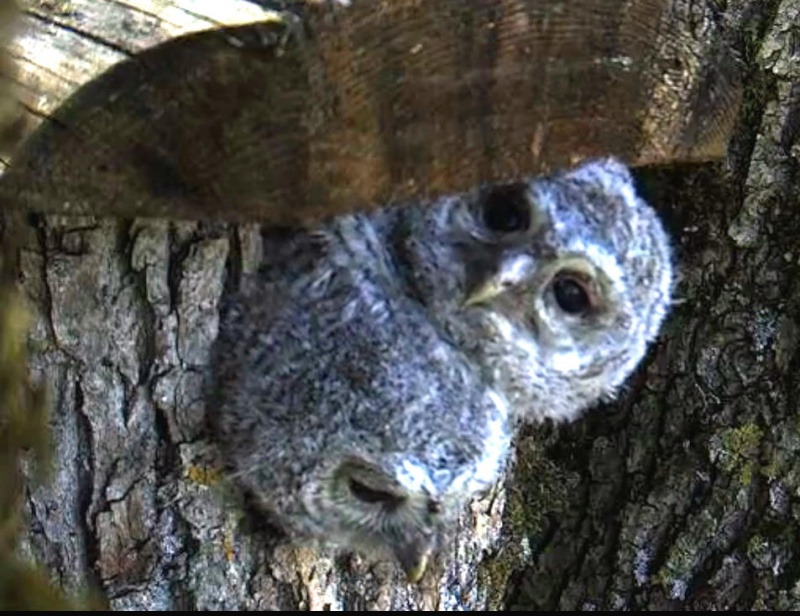 Estonian Tawny Owl Webcam 2014 - Page 22 Z3410
