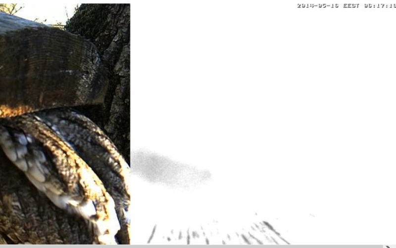 Estonian Tawny Owl Webcam 2014 - Page 20 Z75810