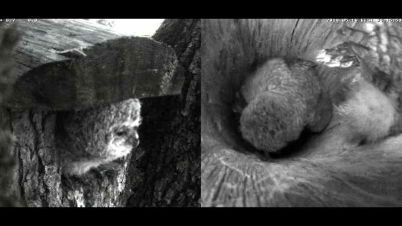 Estonian Tawny Owl Webcam 2014 - Page 19 Z77310