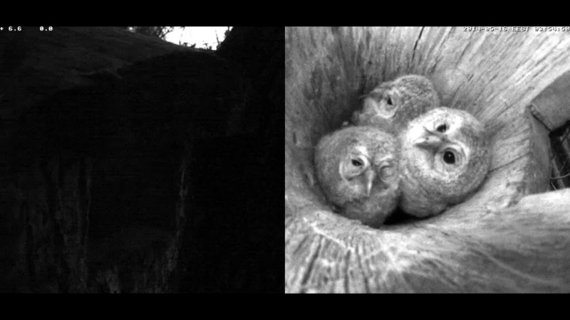 Estonian Tawny Owl Webcam 2014 - Page 19 Z78210