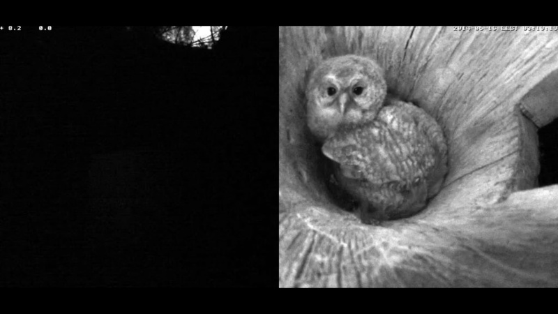 Estonian Tawny Owl Webcam 2014 - Page 19 Z78910