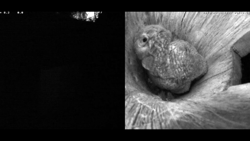 Estonian Tawny Owl Webcam 2014 - Page 19 Z79010