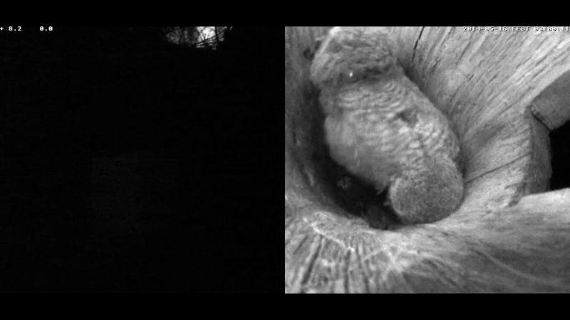 Estonian Tawny Owl Webcam 2014 - Page 19 Z79610